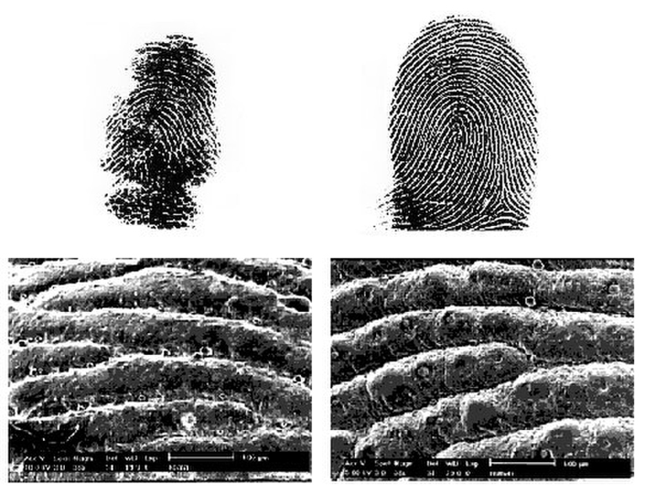 Can koala fingerprints be mistaken for human fingerprints?