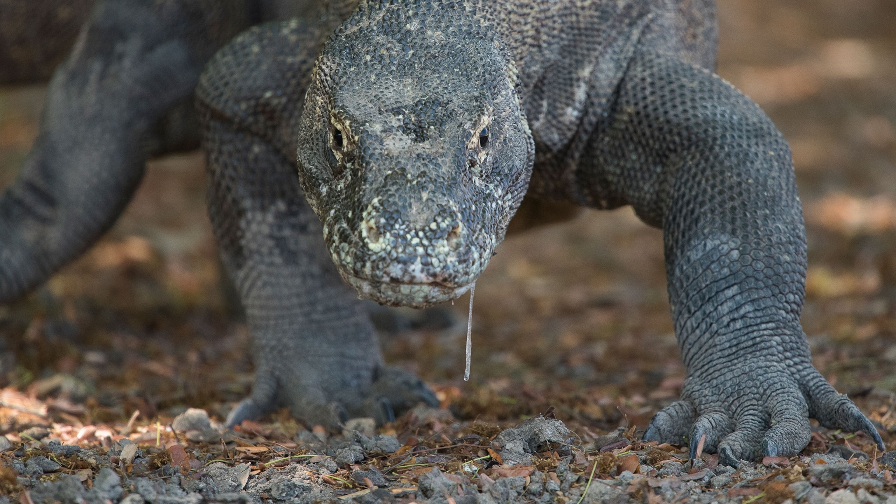 Can Komodo dragon poison kill you?