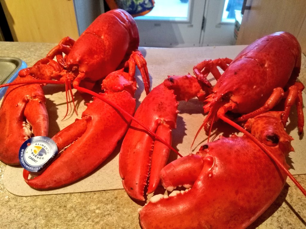 Can lobsters be right or left handed?