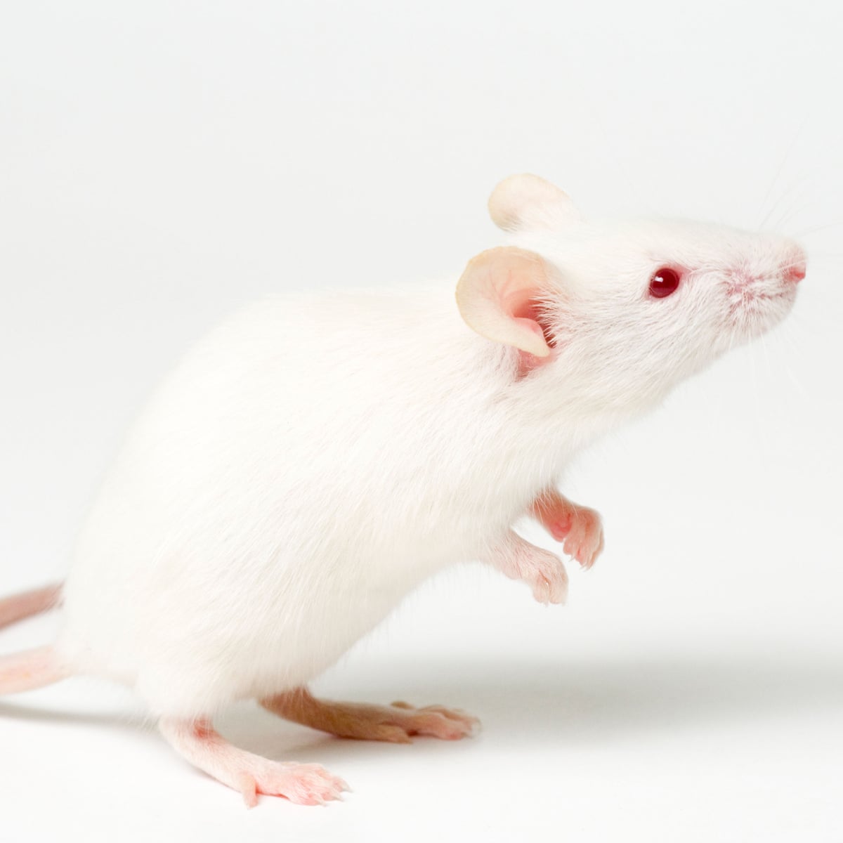 Can mice change gender?