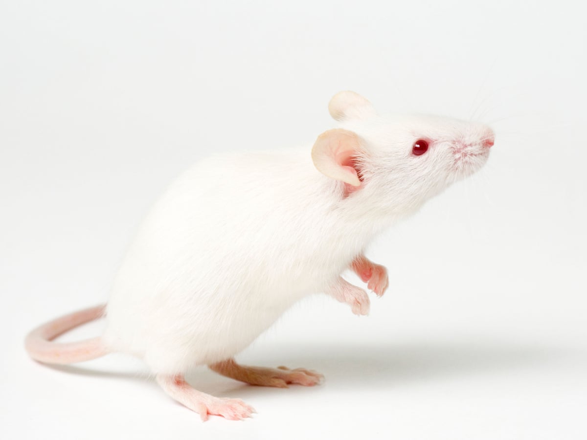 Can mice change genders? [2022] 🐬