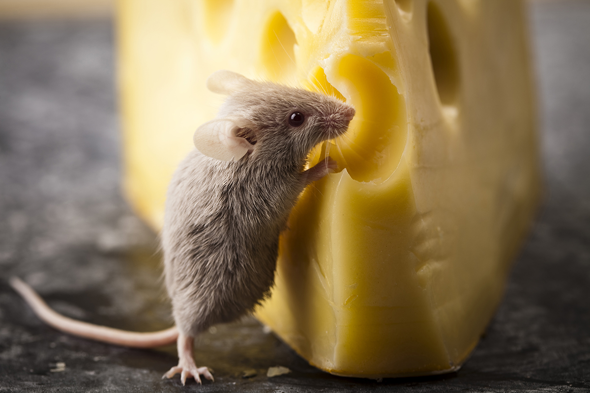 Can mice eat cheese?