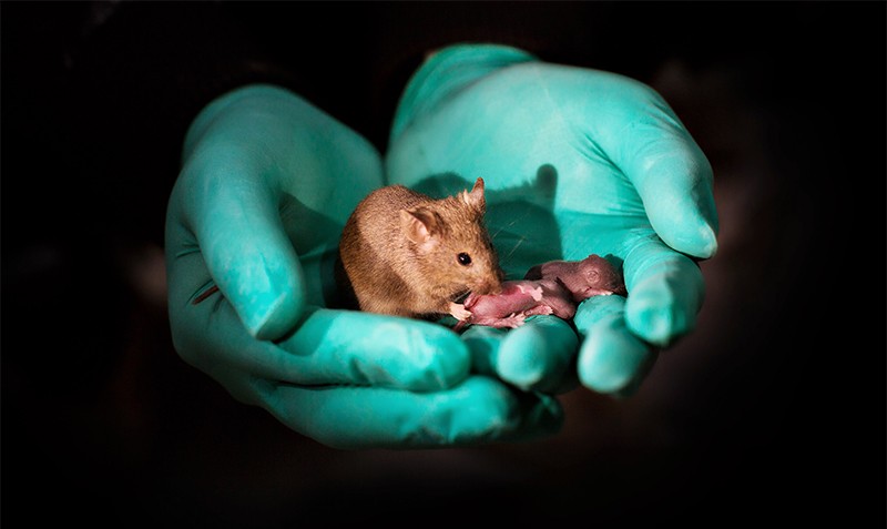Can mice impregnate themselves?