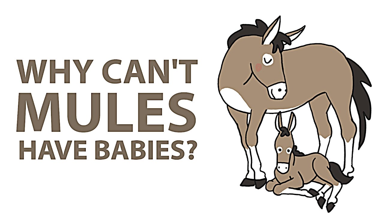 Can mules have babies?