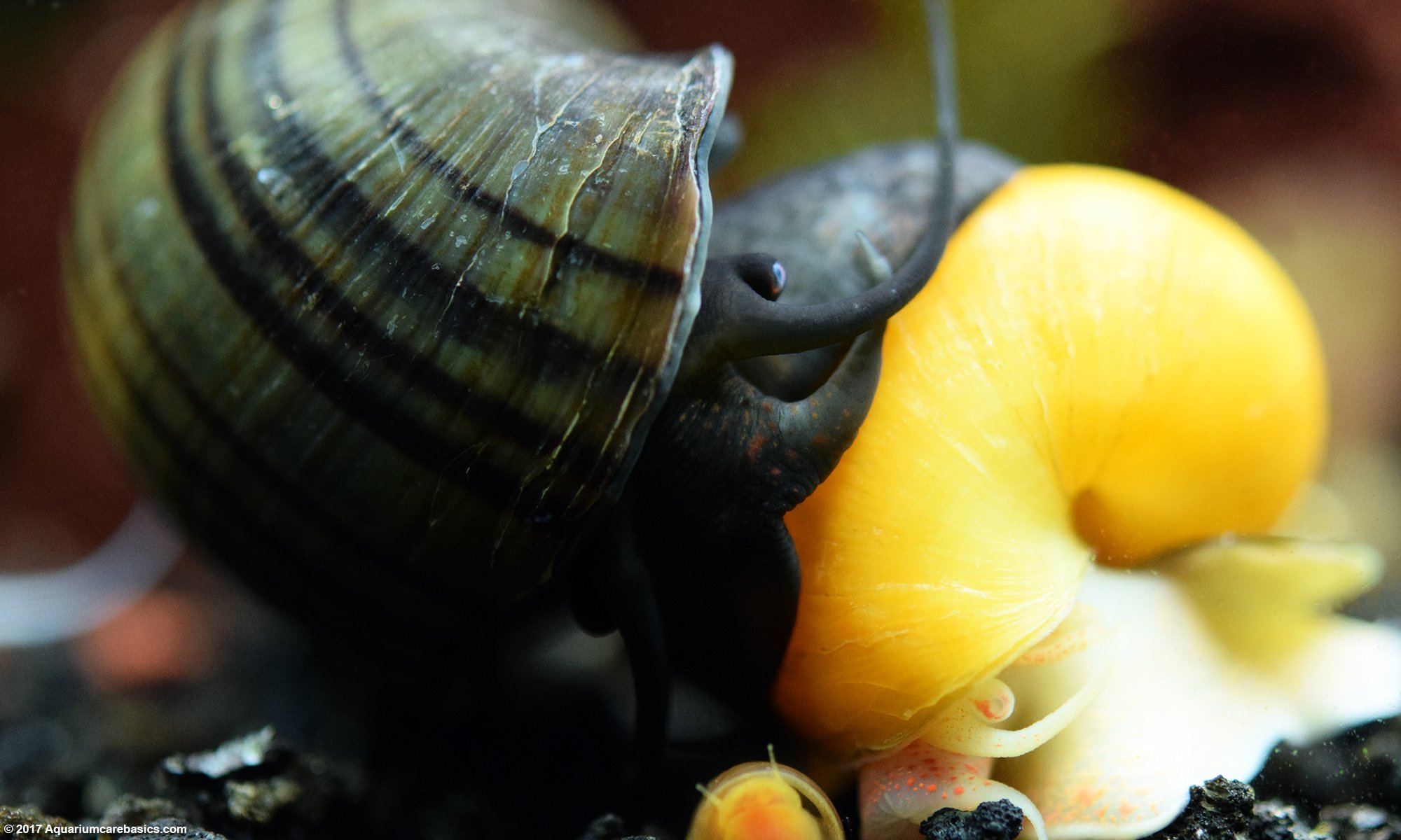 Can mystery snails live without water?