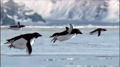 Can penguins fly?