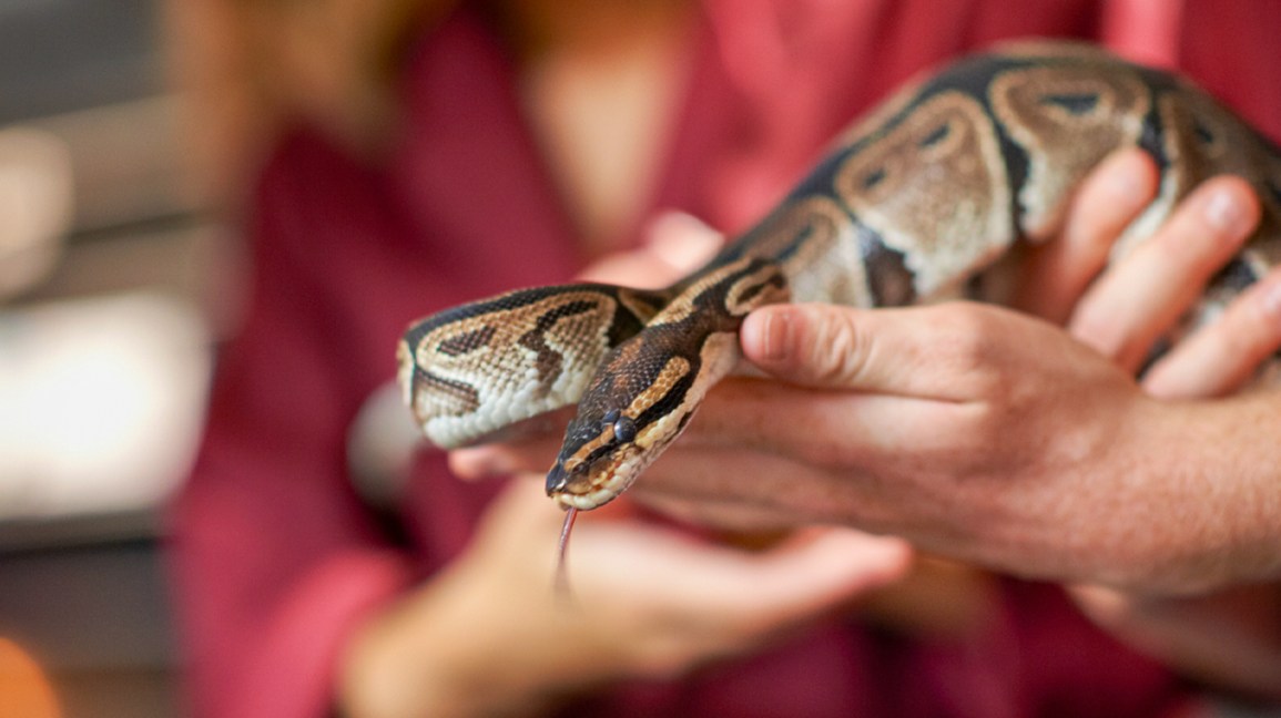 Can pythons kill with a bite?