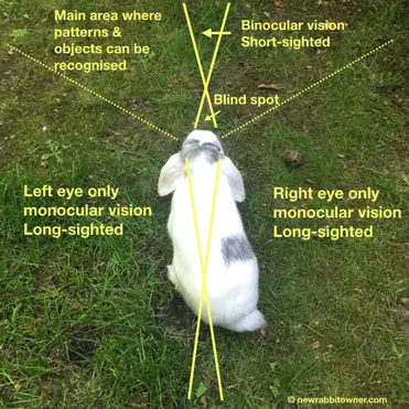 Can rabbit see clearly?