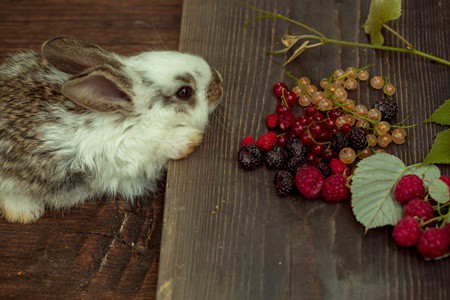 Can rabbits eat berries?