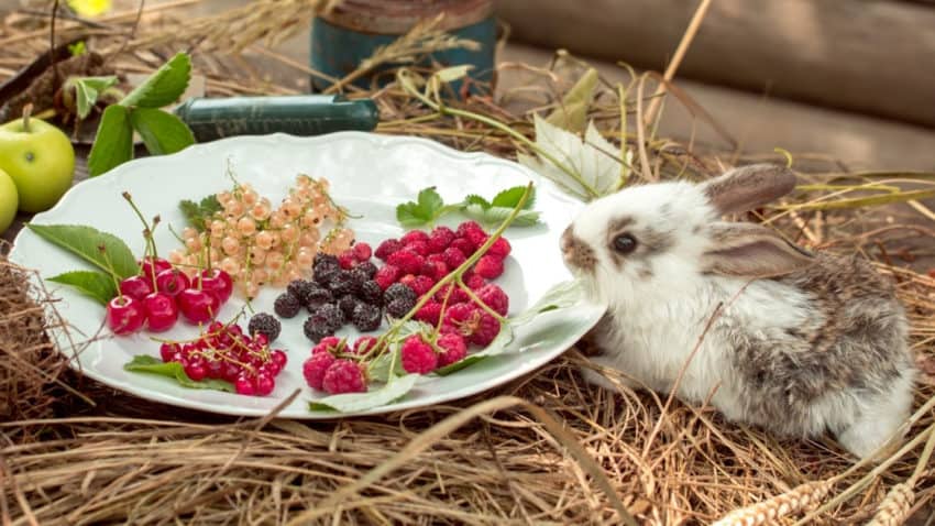 Can rabbits eat blackberries and raspberries?
