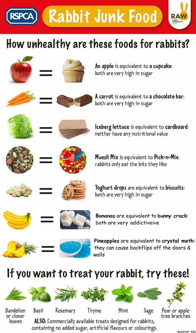 Can rabbits eat junk food?