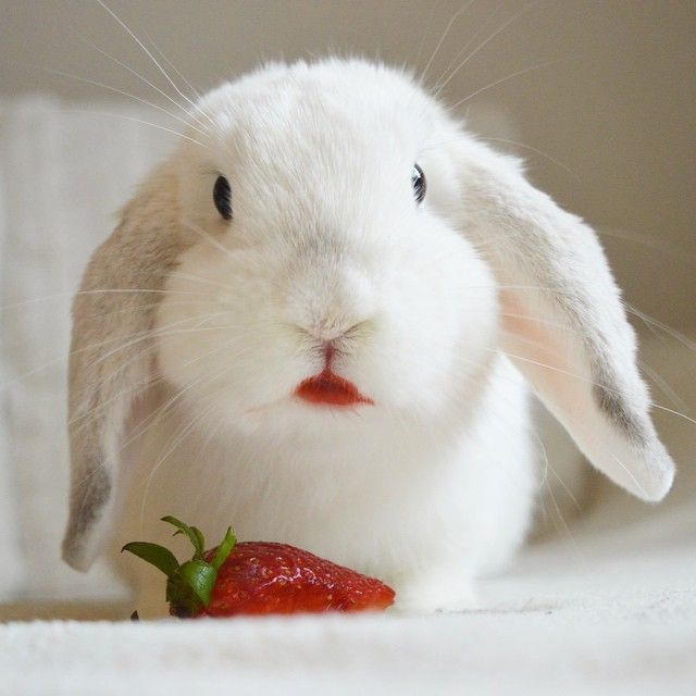 Can rabbits eat strawberries and blueberries?