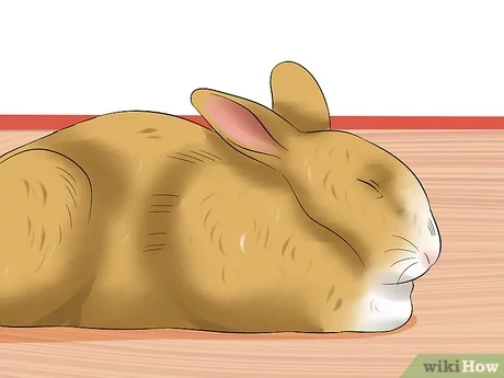 Can rabbits get upset stomach?