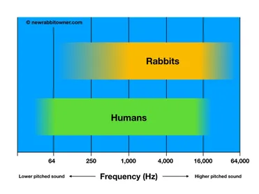 Can rabbits hear high and low sounds?