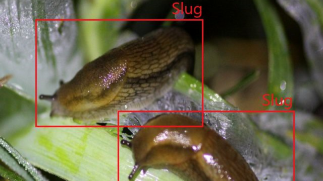 Can slugs see me?