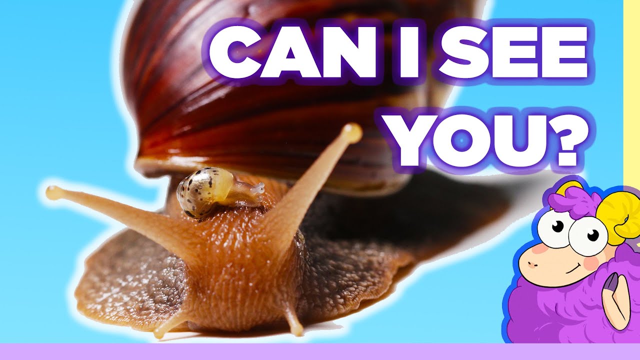 Can snails see humans?