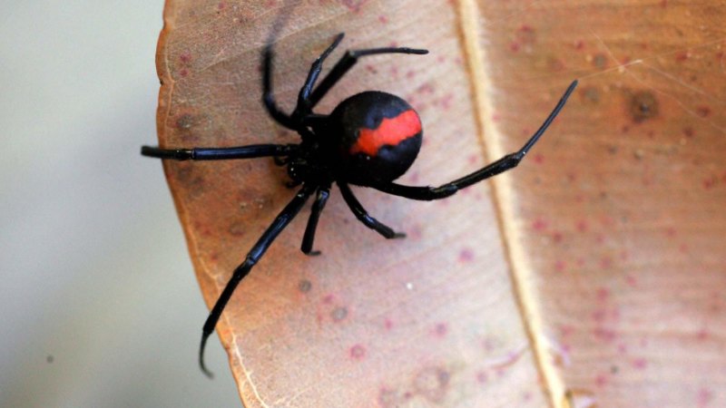 Can spiders be killed with pesticides?
