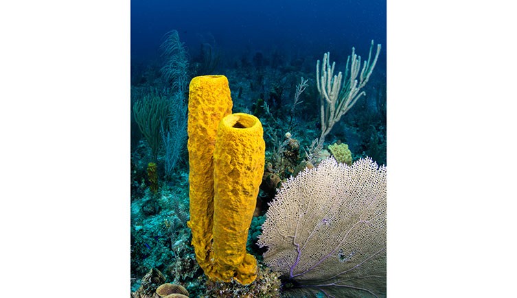 Can sponges die?