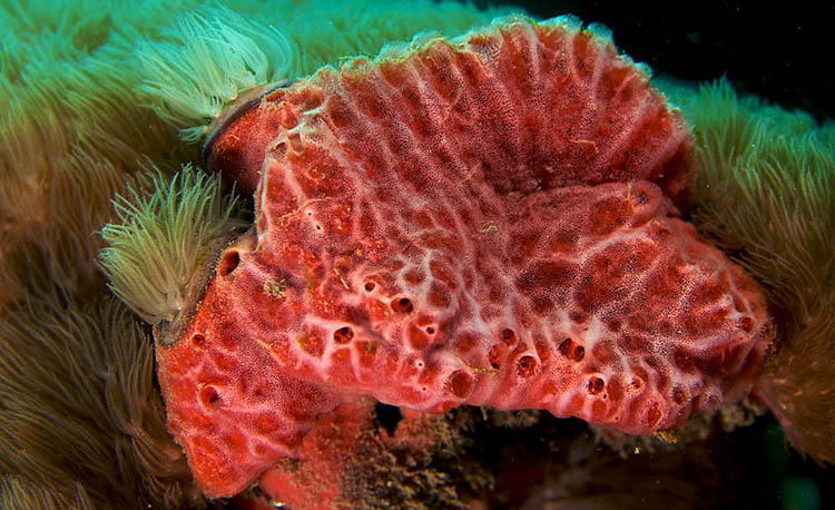 Can sponges suffer damage?