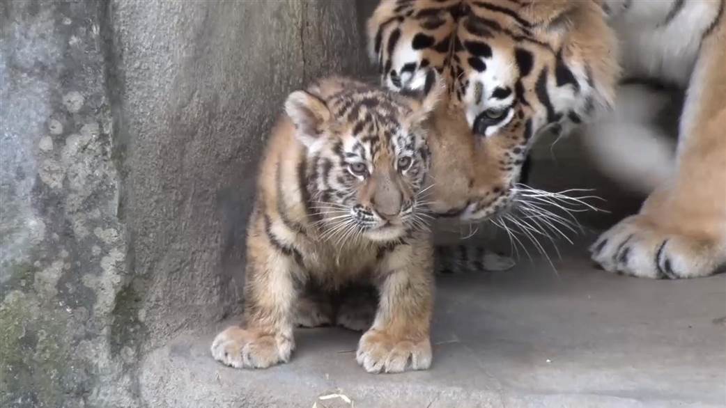 Can tiger Cubs hurt you?