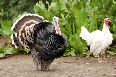 Can turkeys show affection?