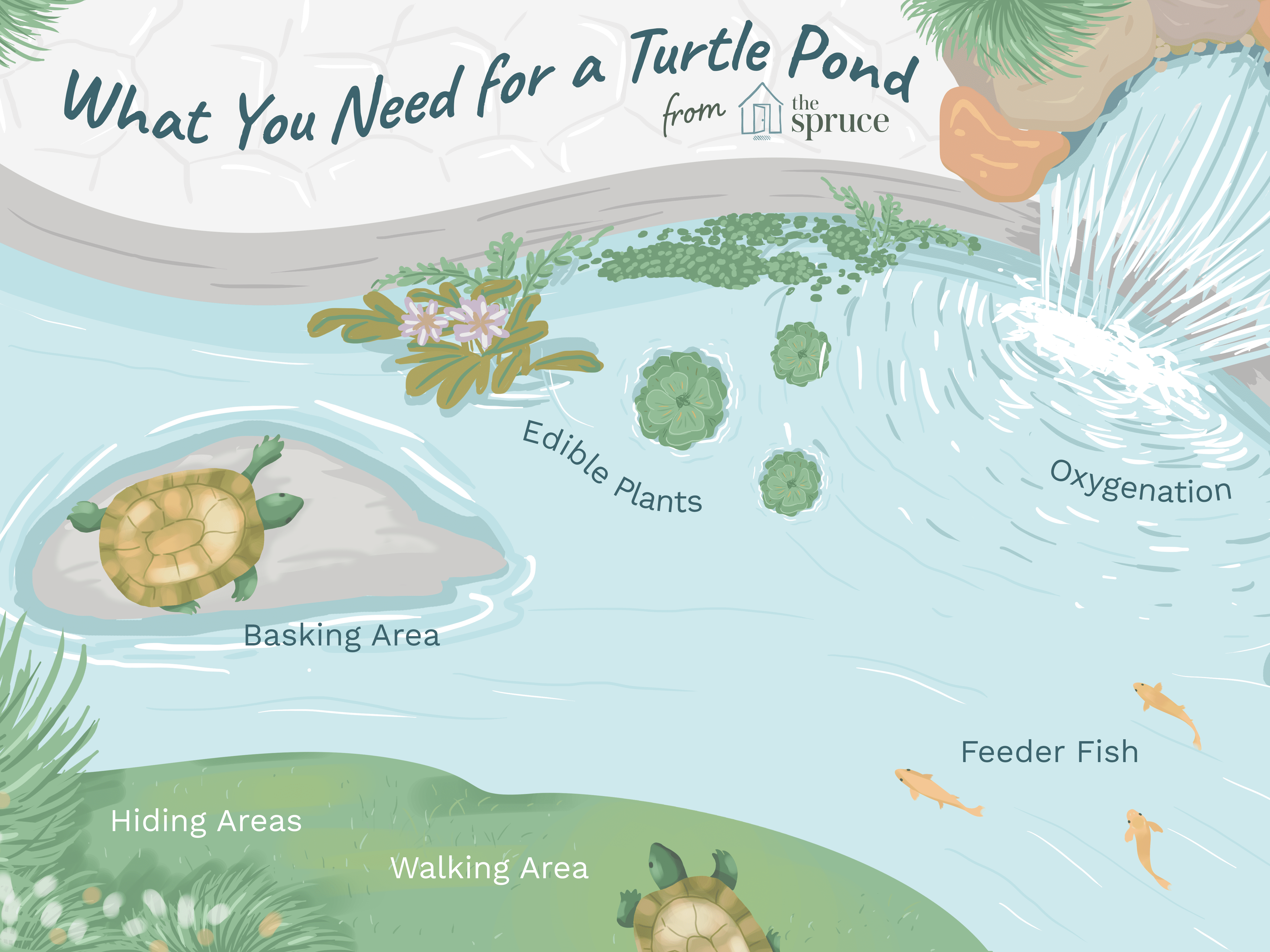 Can turtles live in backyard ponds?