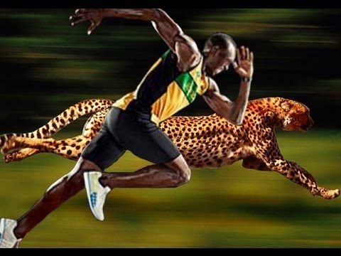 Can Usain Bolt defeat cheetah?