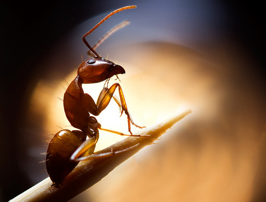 Can we live without ants?
