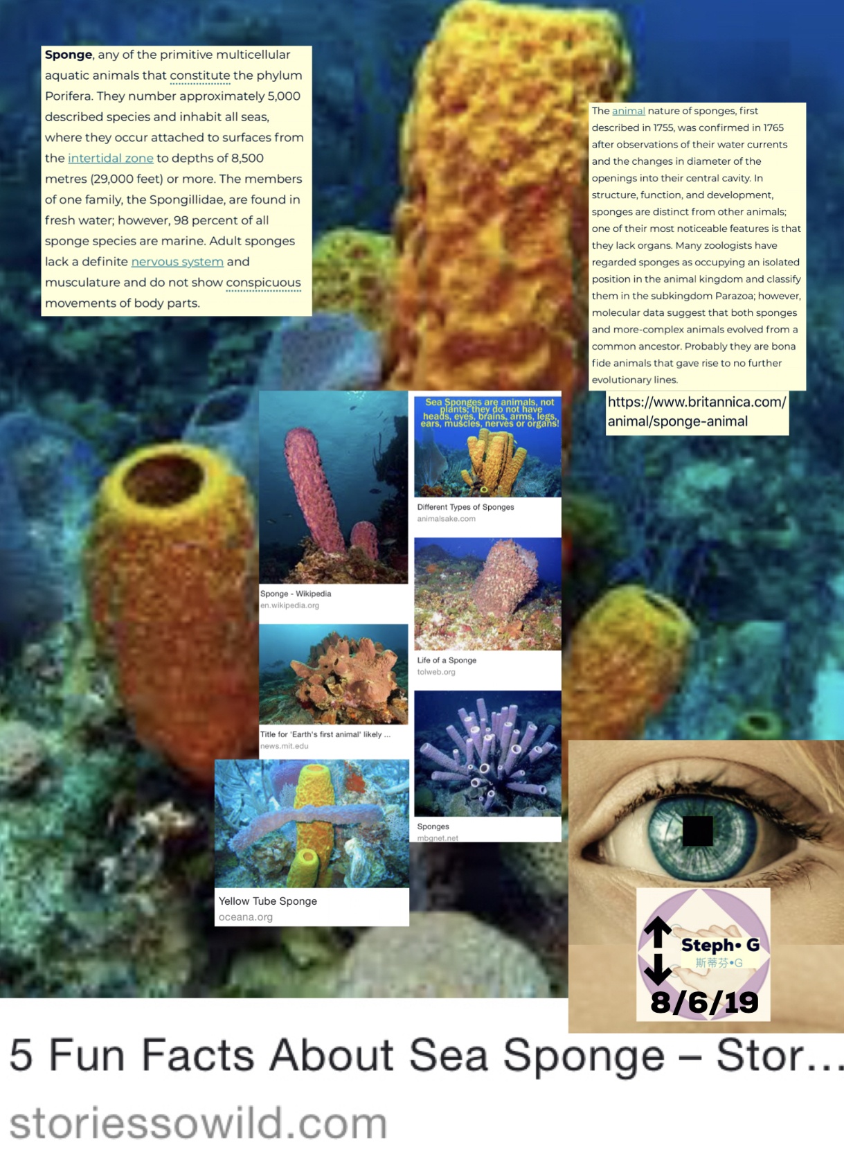 Can you bring a sea sponge back to life? Can you bring a sea sponge back to life?