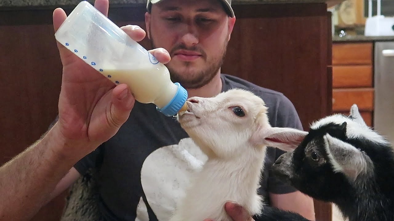 Can you feed baby goats by the bottle?