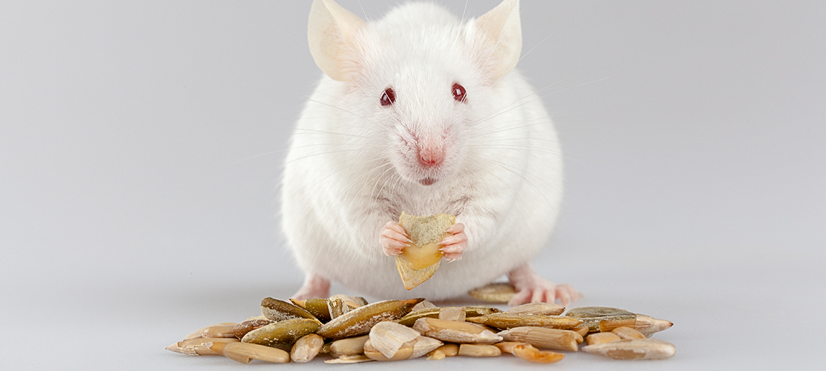 Can you feed mice regular seeds?
