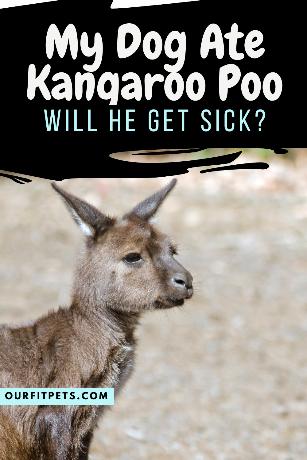 Can you get sick from kangaroo Poo?