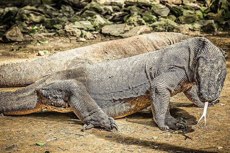 Can you have a Komodo dragon as a pet?