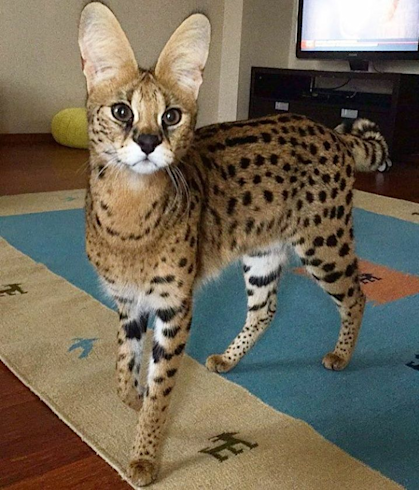 Can you have a serval as a pet?