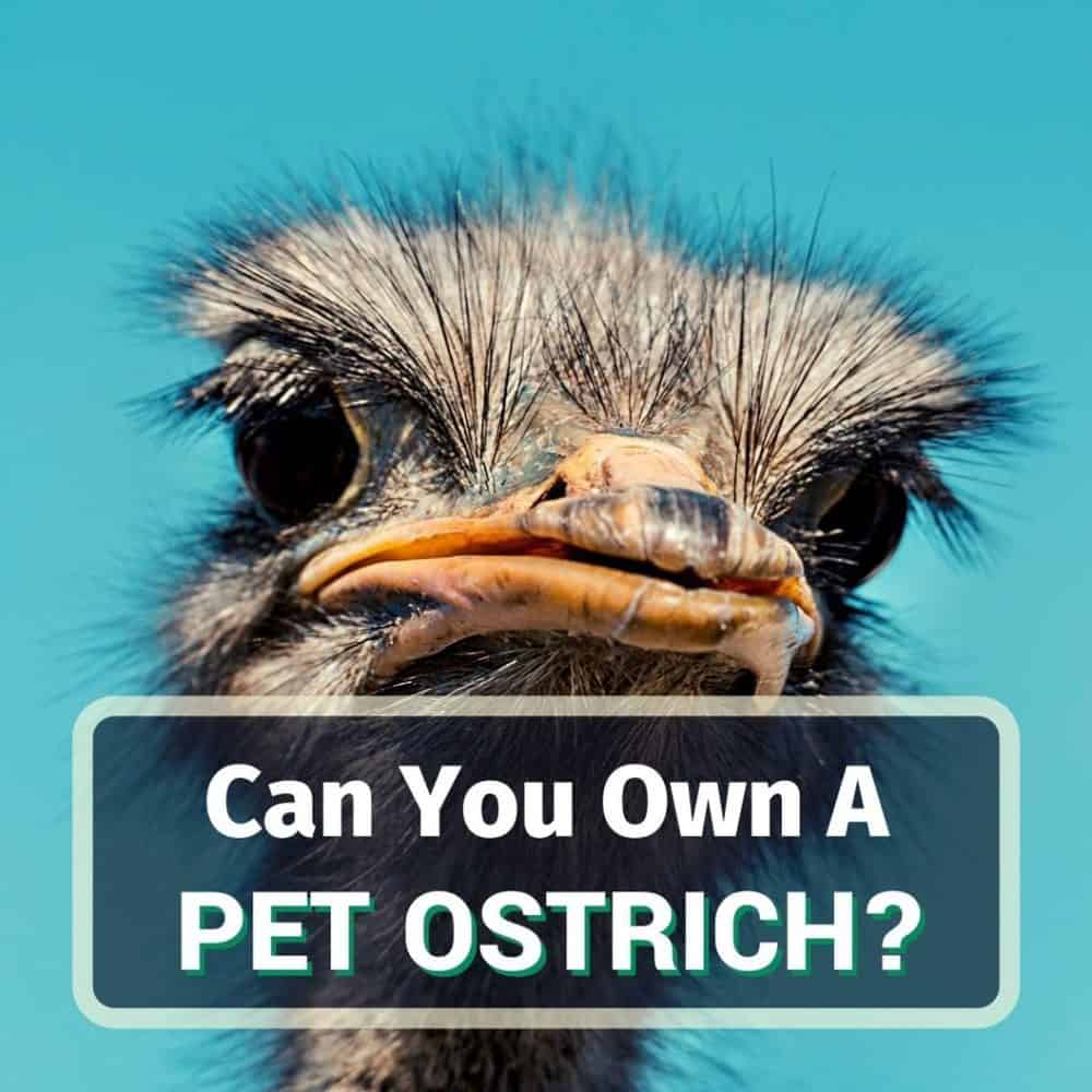 Can you keep a baby ostrich as a pet?