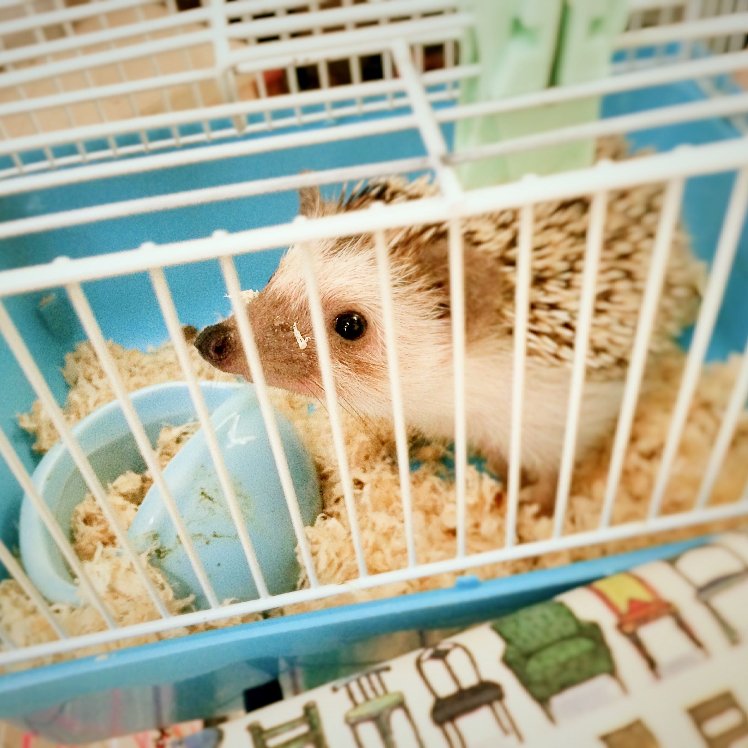 Can you keep a hedgehog cage on the floor?