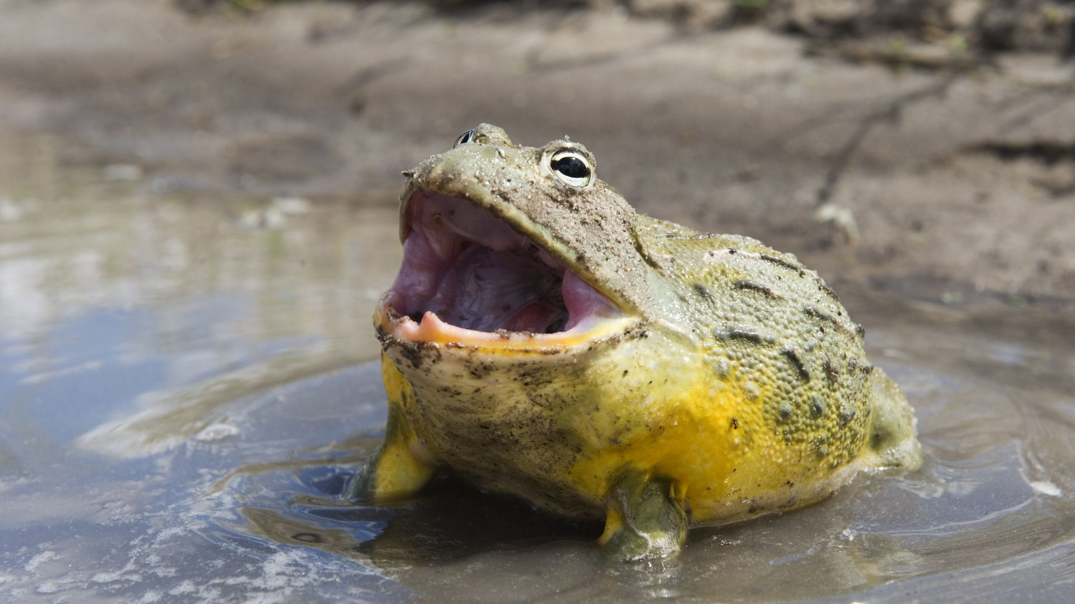 Can you keep bullfrogs as pets?