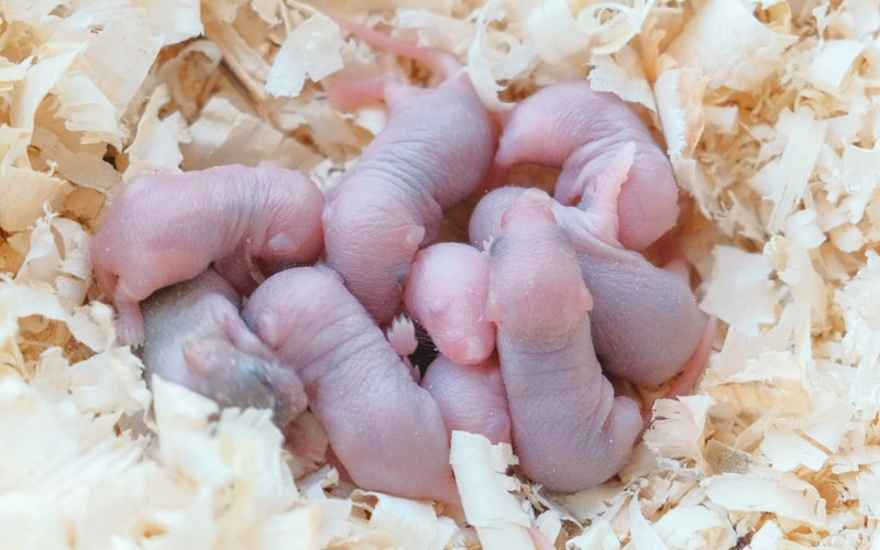 Can you keep newborn mice alive?