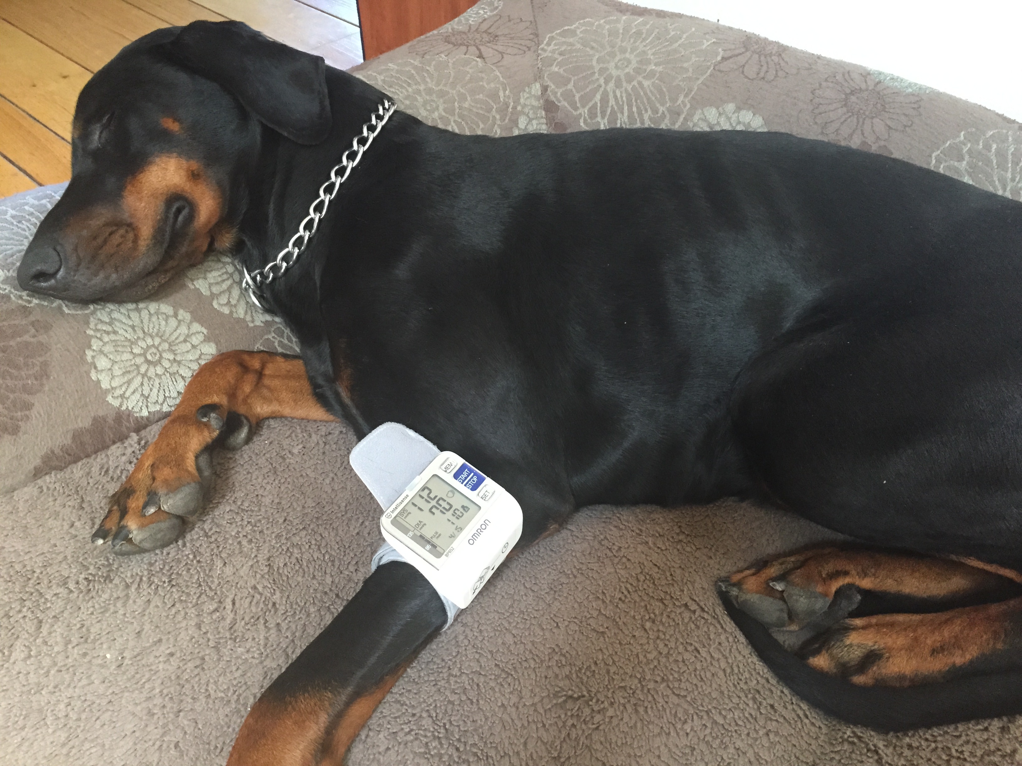 Can you measure a dog's blood pressure with a human monitor?