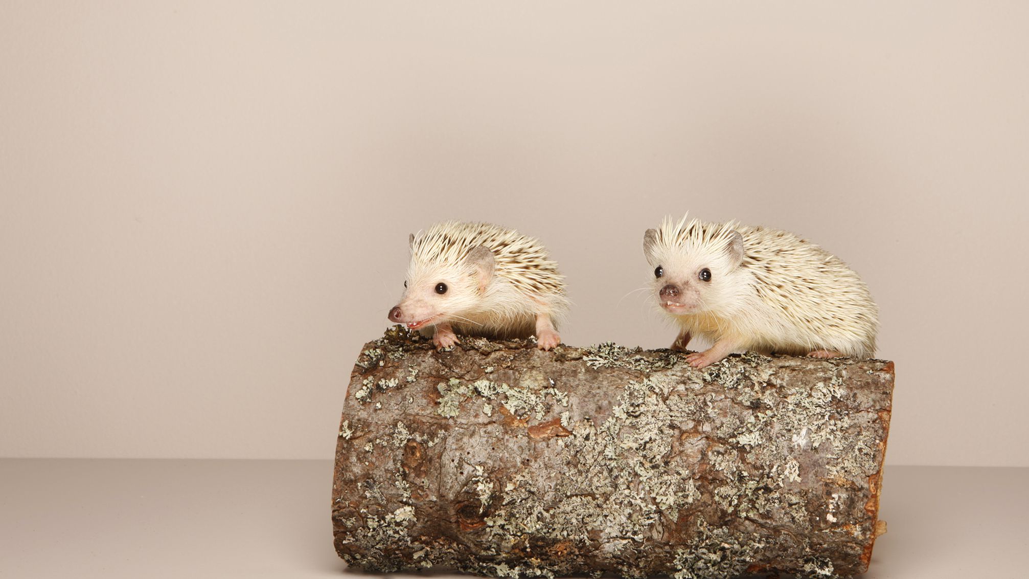Can you put 2 hedgehogs together?