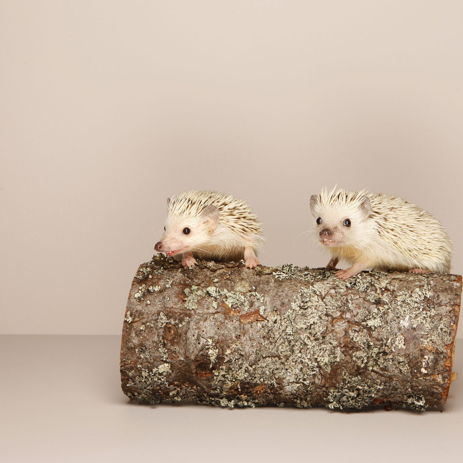 Can you put 2 male hedgehogs together?