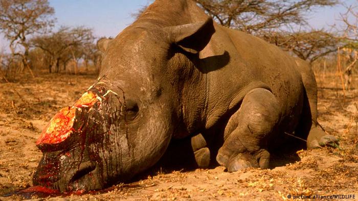 Can you sell rhino horn?