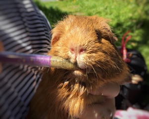 Can You syringe feed a guinea pig?