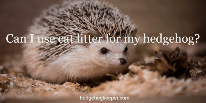 Can you use kitty litter for hedgehogs?