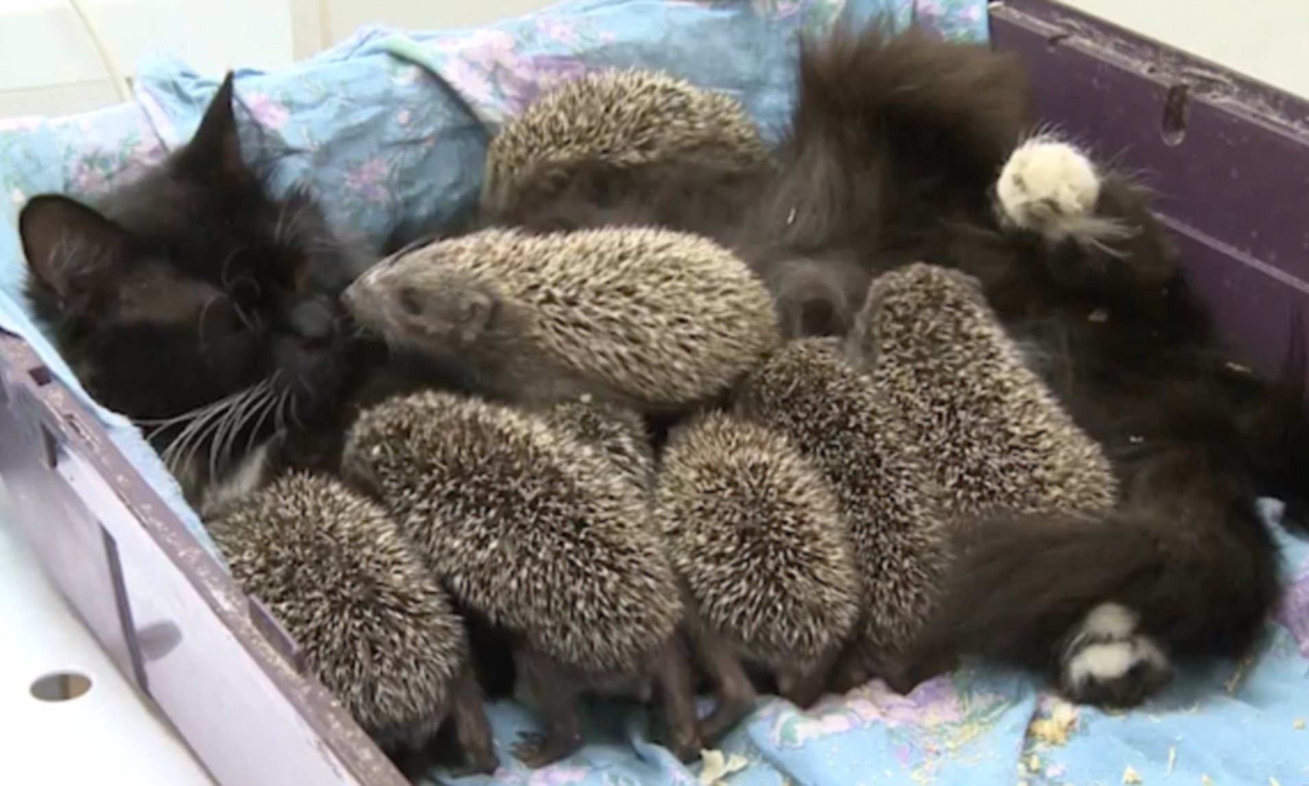 Did a cat give birth to hedgehogs?