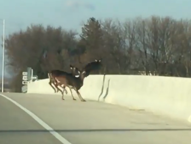 Did a herd of deer jump off a bridge in Iowa?