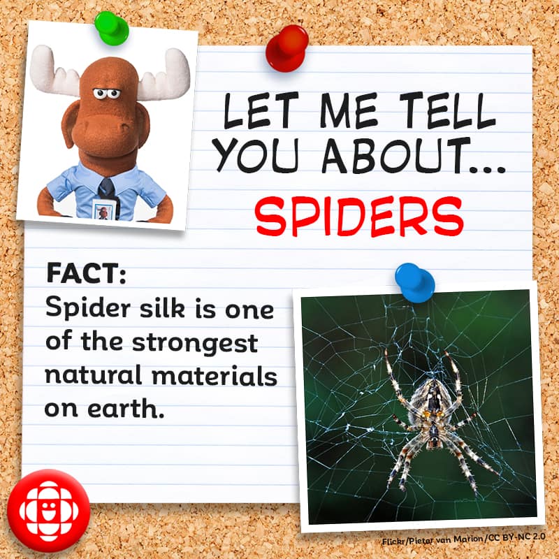 Did you know facts about spiders?