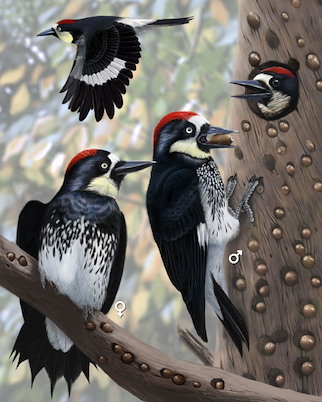 Do acorn woodpeckers live in groups?
