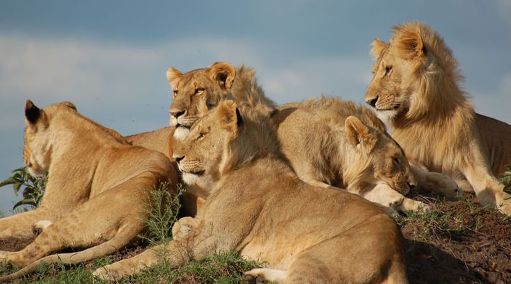 Do African lions live in groups?