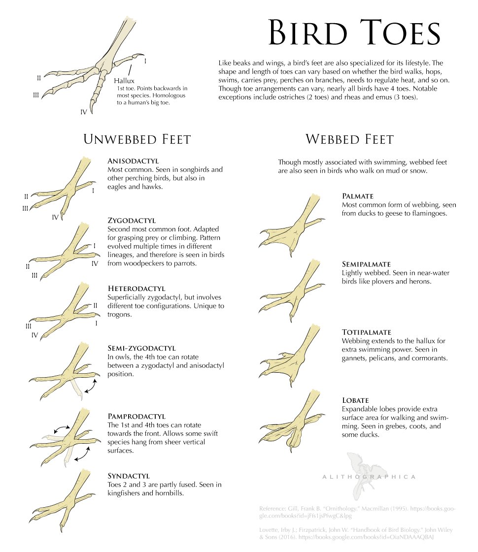 Do all birds have 4 toes?